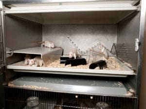 Fig_2.15Ea An example of housing systems designed with the animal’s natural behaviour in mind for laboratory rats.