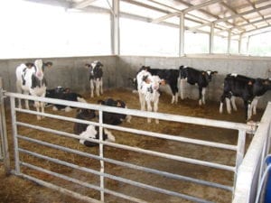 Fig_2.6E Group housing calves