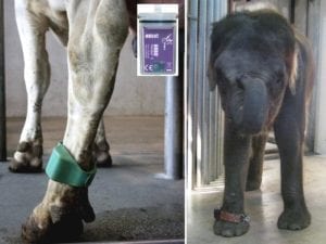 Fig_2.7E Research on the welfare of zoo elephants is using some methods developed in farm animals, such as this pedometer