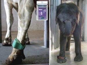 Fig_2.7E Research on the welfare of zoo elephants is using some methods developed in farm animals, such as this pedometer