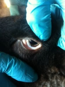 Fig. 8.14E. Anaemia in sheep due to Haemonchus contortus. (Courtesy of Dr Paula Menzies.)