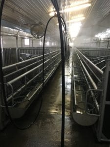 Fig. 8.19E. Rinsing of calf pens after disinfection.