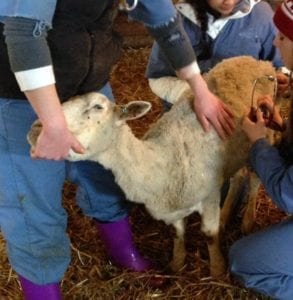 Fig. 8.1E. Thin ewe with dental disease. (Courtesy of Dr Paula Menzies.)