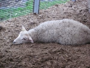 Fig. 8.20E. Sheep showing signs of polioencephalomalacia (cerebrocortical necrosis), a nervous system disease associated with nutritional factors affecting the availability of thiamine (vitamin B1). (Courtesy of Dr Paula Menzies.)