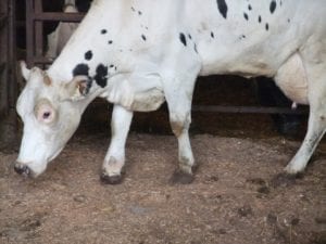 Fig. 8.21E. Lame cull dairy cow with extensive swelling of a foot.