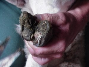 Fig. 8.24E. Foot rot lesion in a sheep. (Courtesy of Dr Paula Menzies.)