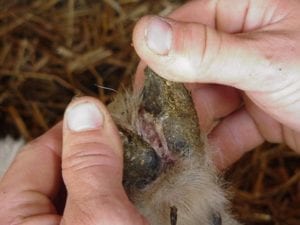 Fig. 8.25E. Foot scald lesion in a sheep. (Courtesy of Dr Paula Menzies.)