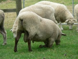 Fig. 8.26E. Lameness in a ram showing characteristic kneeling posture to graze. (Courtesy of Dr Paula Menzies.)