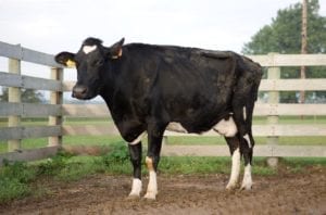 Fig. 8.3E. Cow with Johne’s Disease infected by the bacterium Mycobacterium avium subspecies paratuberculosis. (https://www.ars.usda.gov/ARSUserFiles/oc/graphics/photos/300dpi/kesa/d1441-1.jpg)