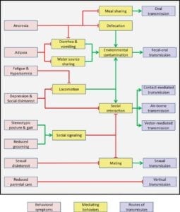 Fig. 8.5E. The benefits of sickness behaviour to indirect fitness. Signs of sickness behaviour (pink) can suppress (red connectors) or promote (green arrows) several mediating behaviours (yellow), consequently reducing pathogen transmission through several routes (blue). (From Shakhar and Shakhar (2015) using a Creative Commons Public License; http://creativecommons.org/licenses/by/4.0/.)