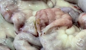 Fig. 8.6E. Granulomatous inflammation in the small intestines of a goat with Johne’s disease. (Courtesy of Dr Paula Menzies.)