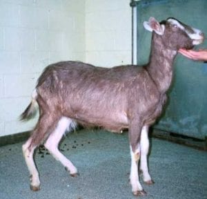 Fig. 8.7E. Goat with Johne’s disease caused by the bacterium Mycobacterium avium subspecies paratuberculosis. (Courtesy of Dr Paula Menzies.)