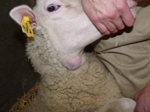 Fig. 8.9E. Sheep with caseous lymphadenitis abscess caused by infection with the bacterium Corynebacterium pseudotuberculosis. (Courtesy of Dr Paula Menzies.)