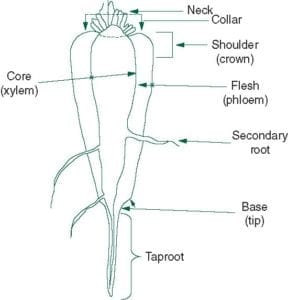 Figure 21.1