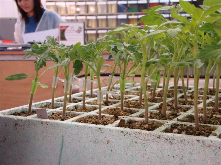 Vegetable Production and Practices - CABI.org