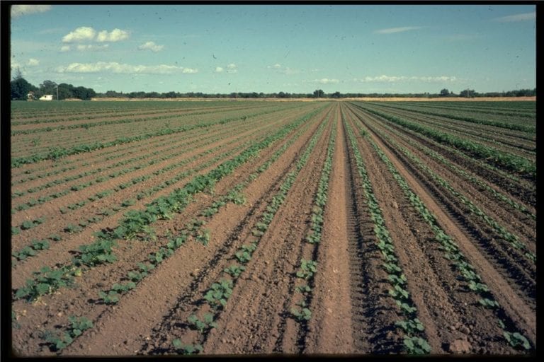 Vegetable Production and Practices - CABI.org