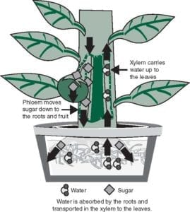 Figure 4.3