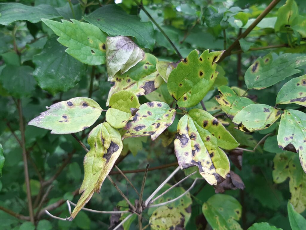 Clematis vitalba infected with Longididymella vitalbae in the field