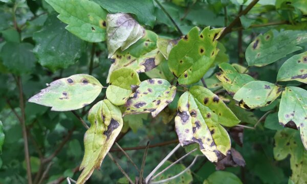 Clematis vitalba infected with Longididymella vitalbae in the field