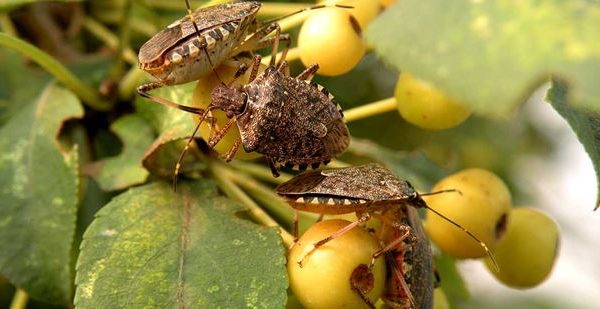 Stink bug