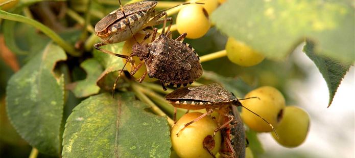 Stink bug