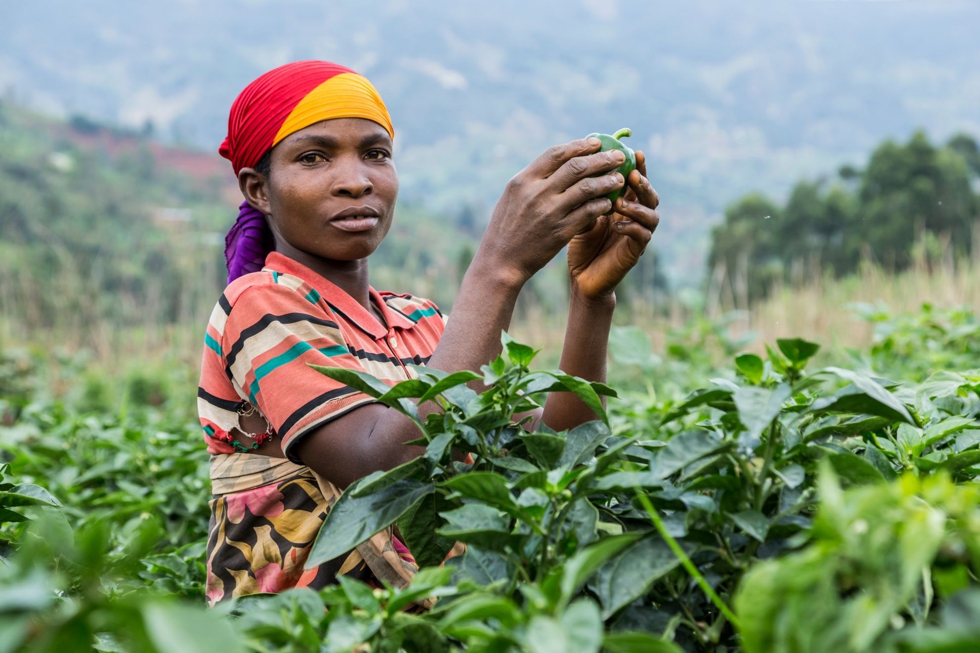 A farmer picking peppers
