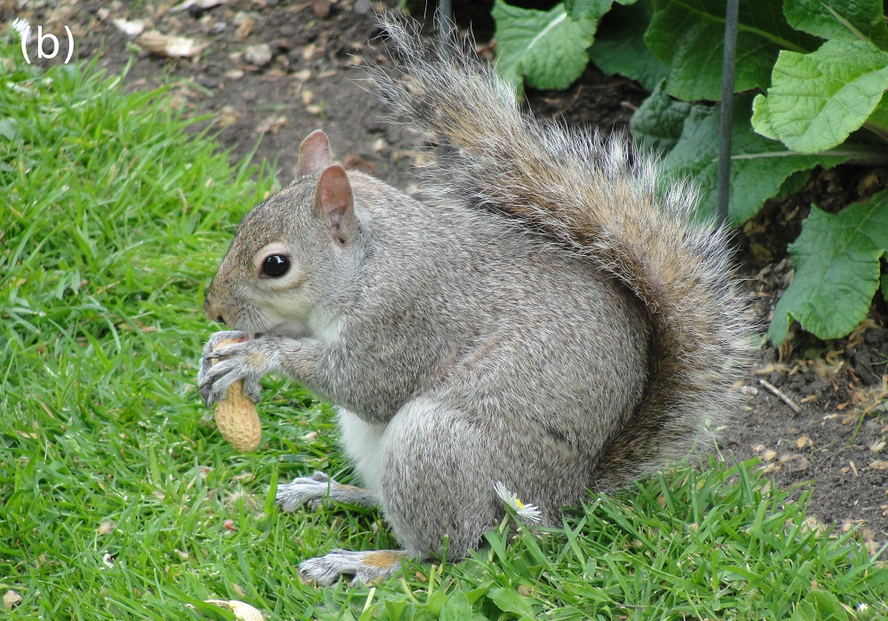 Grey squirrel