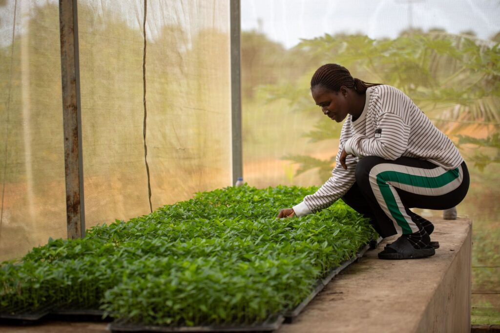 Plant health One Health: Farmer in Africa inspects plants under protective cover.