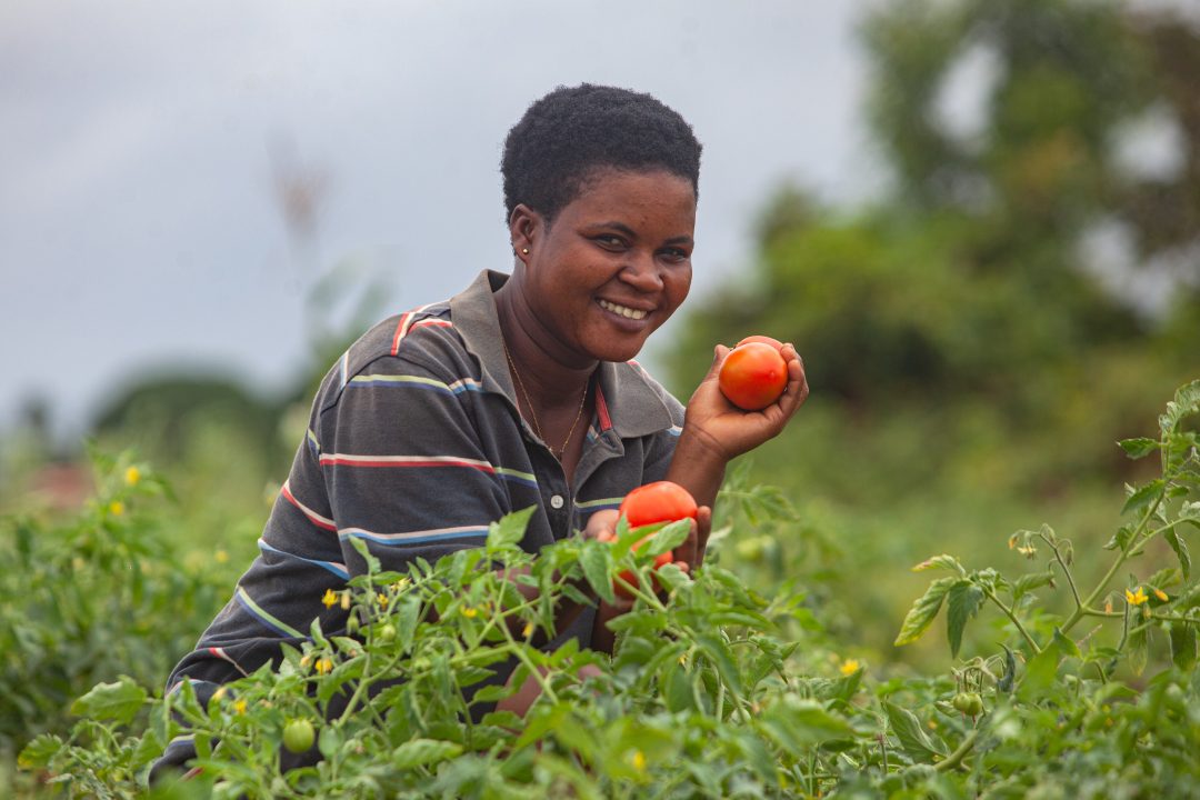 CABI_GHANA-8