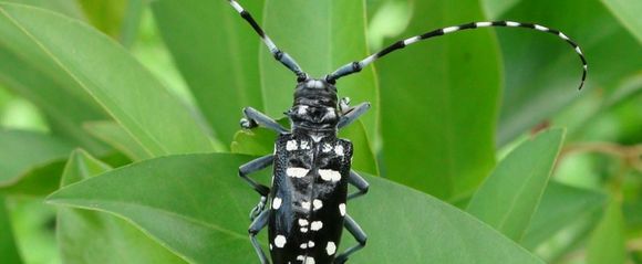 long horned beetle