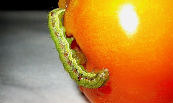 Caterpillar_in_tomato