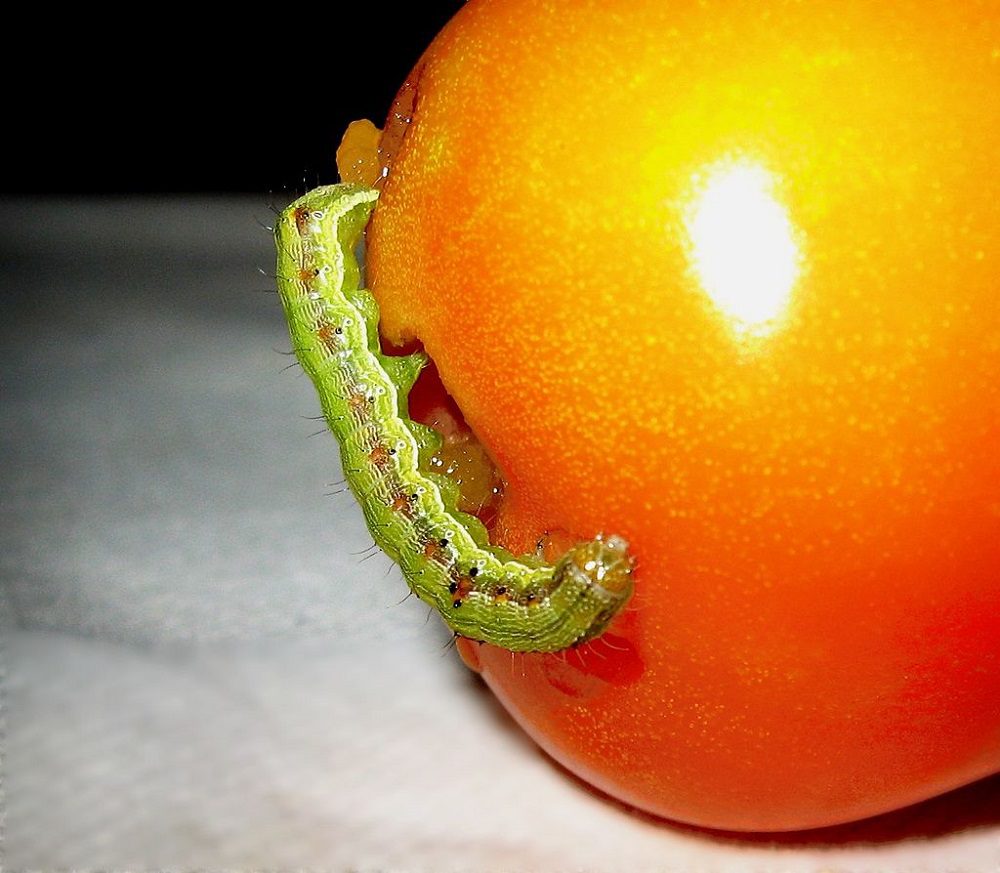 Caterpillar_in_tomato