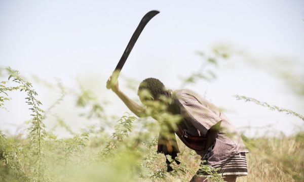 Farmer Odisyoso Bugayo clears prosopis from his land.