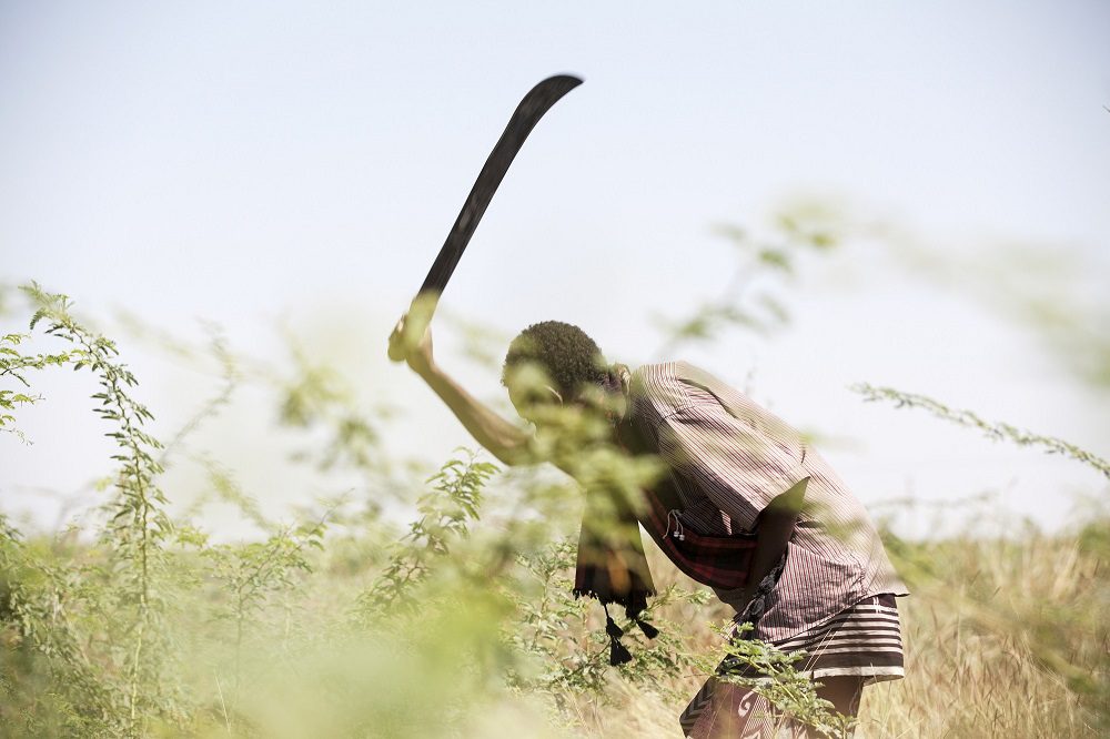 Farmer Odisyoso Bugayo clears prosopis from his land.