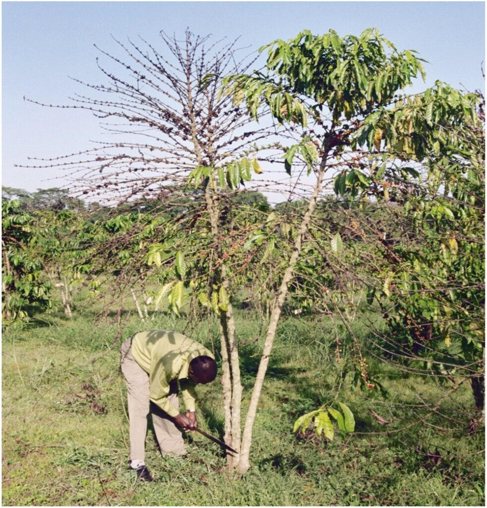Coffee Wilt image 2