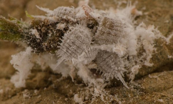 Comstock mealybug