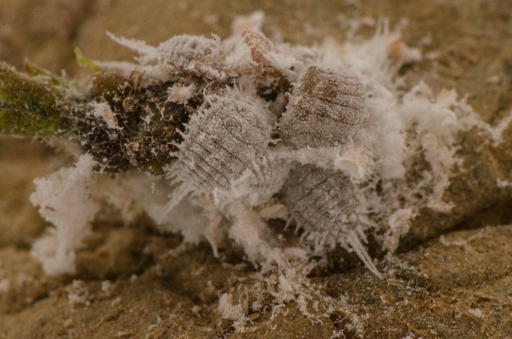 Comstock mealybug