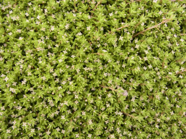 Australian swamp stonecrop