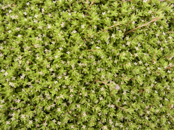 Australian swamp stonecrop