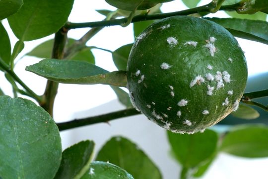 Crop Pest Diagnosis