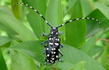 Crop Pest Management