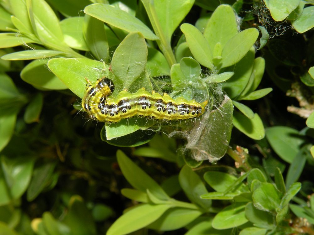 Cydalima perspectalis larva (Tim Haye)