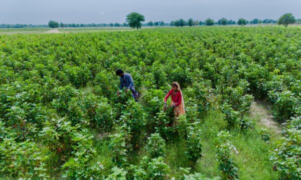 Two farmers working in an agricultural field in Pakistan, surrounded by a rural landscape that supports biodiversity and sustainable land management
