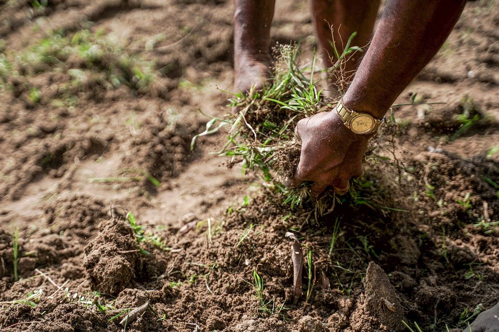 Hands tending soil