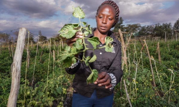 A farm manager checks for Tuta absoluta on tomato crops in Kajiado County, Kenya