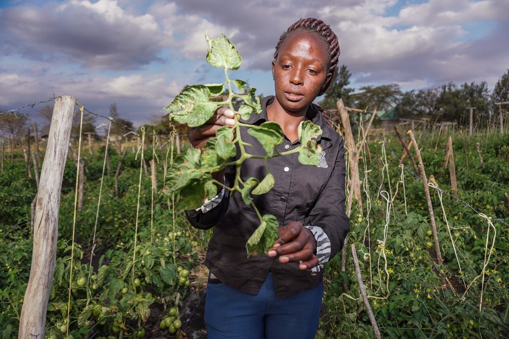 A farm manager checks for Tuta absoluta on tomato crops in Kajiado County, Kenya 