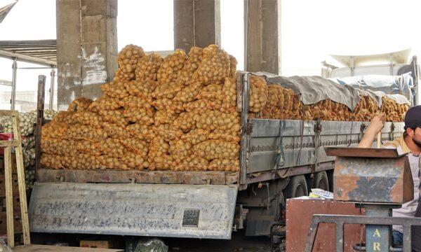 Kurdistan potatoes