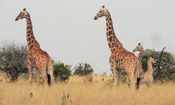 Giraffe