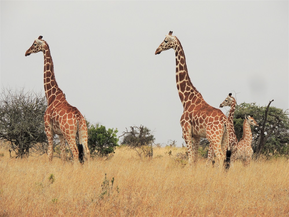 Reticulated giraffe