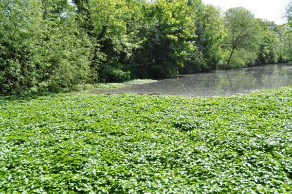 Floating pennywort